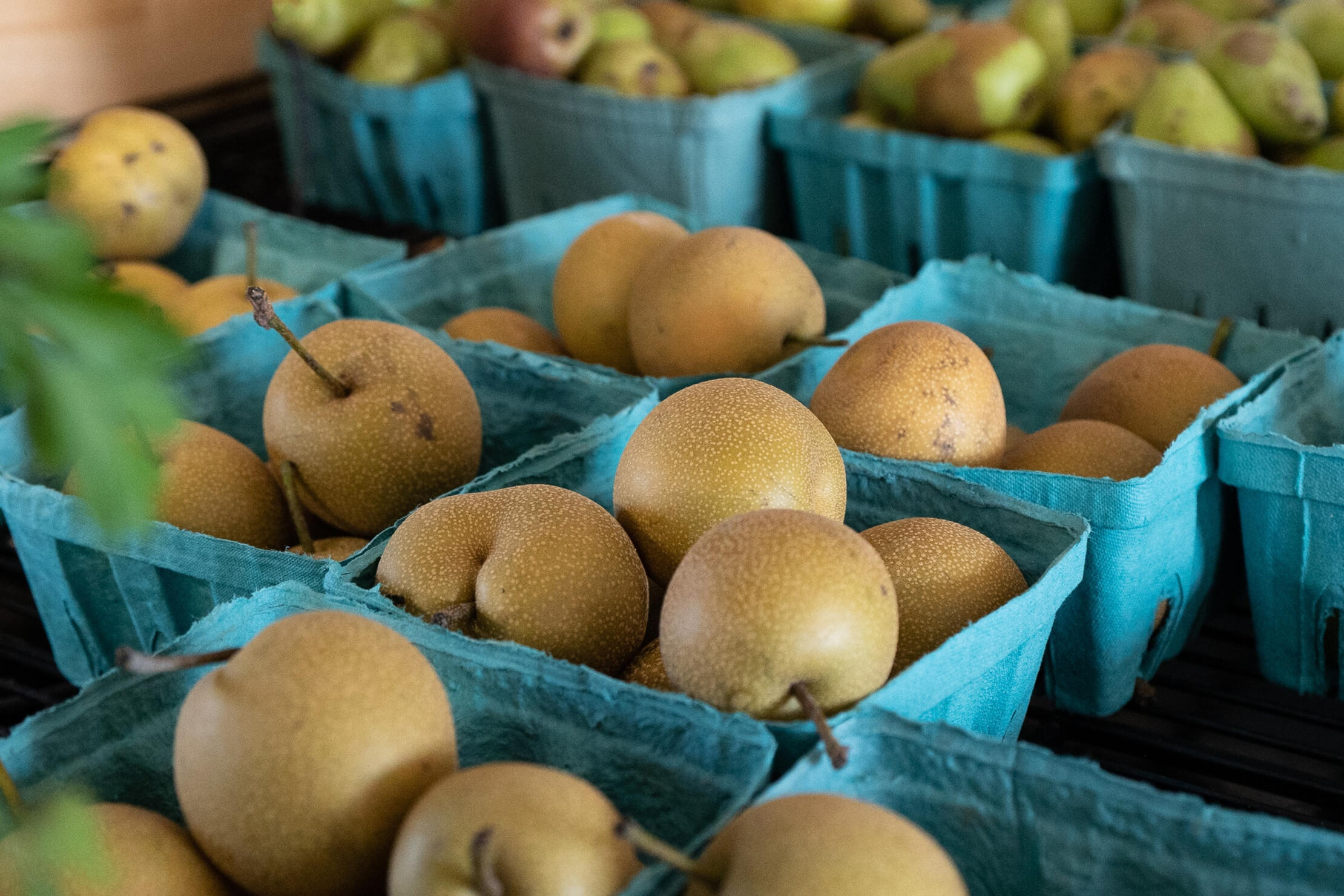 Bilogisch produzierte Äpfel