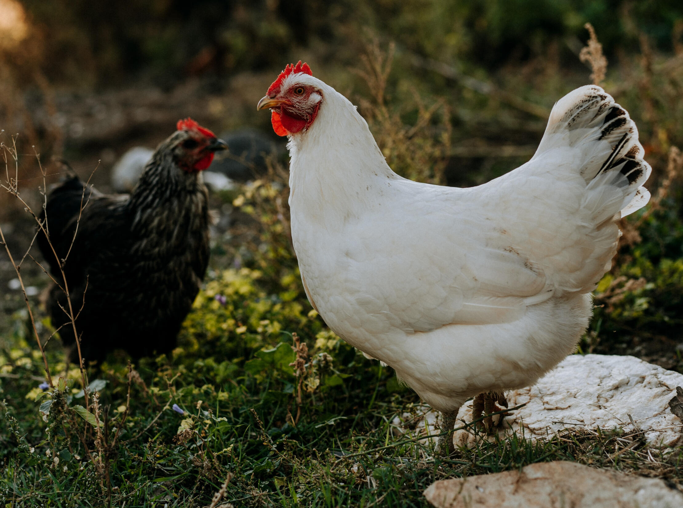 Two hens outdoors